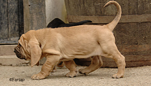 Babocka at 6 weeks